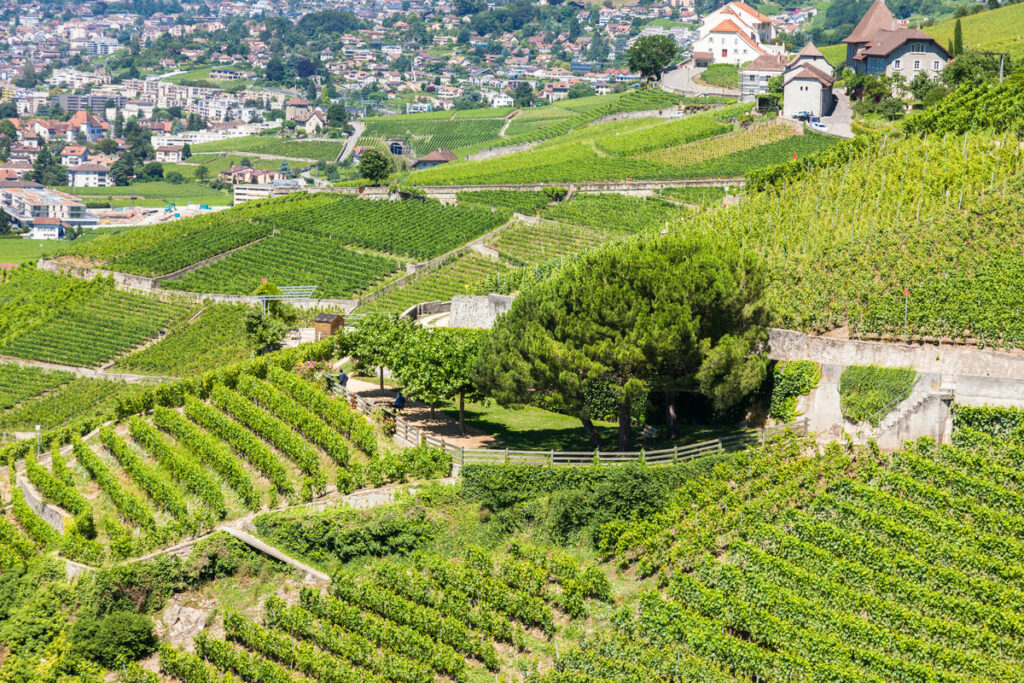 Vinos de regiones emergentes: Descubre nuevos destinos